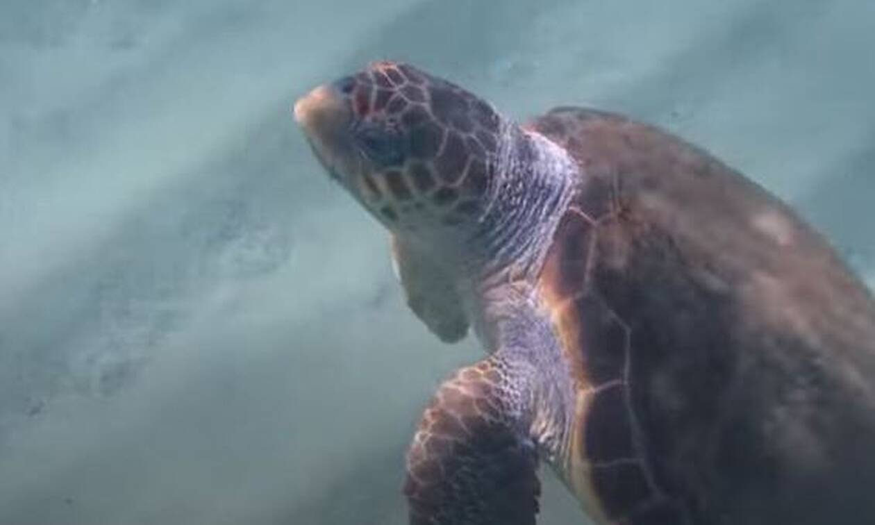 Νάξος: Ο Μάριος η χελώνα έφαγε 100 μέδουσες μέσα σε μισή ώρα