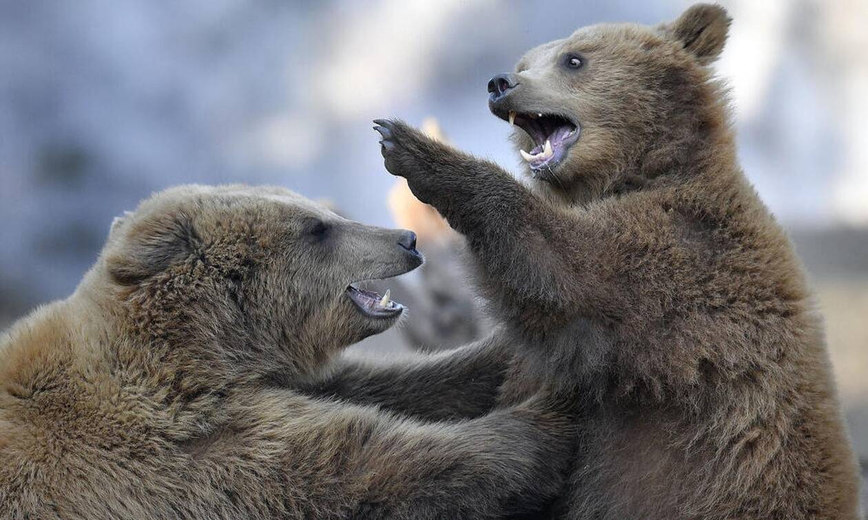 Μαμά αρκούδα παλεύει στο γκρεμό με αρσενικό 200 κιλών για να σώσει το μικρό της - Το viral βίντεο