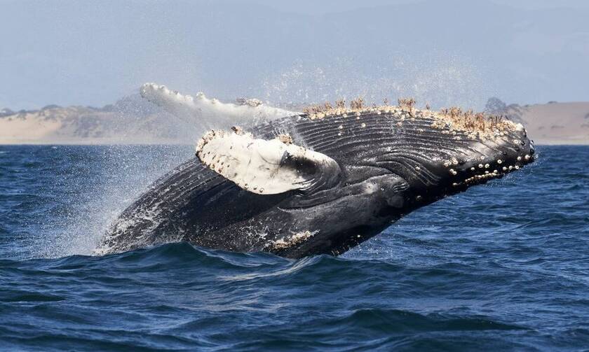 Σύγχρονος Ιωνάς στις ΗΠΑ: Τον κατάπιε φάλαινα - Πώς σώθηκε
