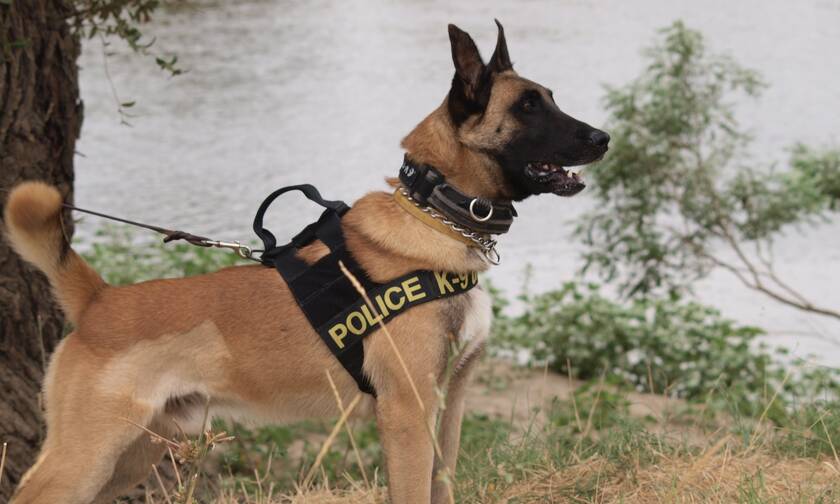 Τρίκαλα: Σκύλος της αστυνομίας εντόπισε ποσότητες κάνναβης