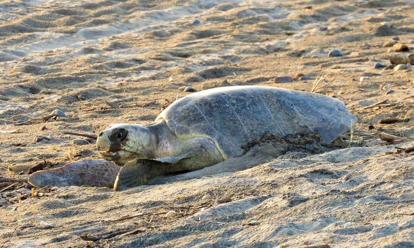 Κρήτη: Εντοπίστηκαν και στο Ρέθυμνο οι πρώτες φωλιές χελωνών