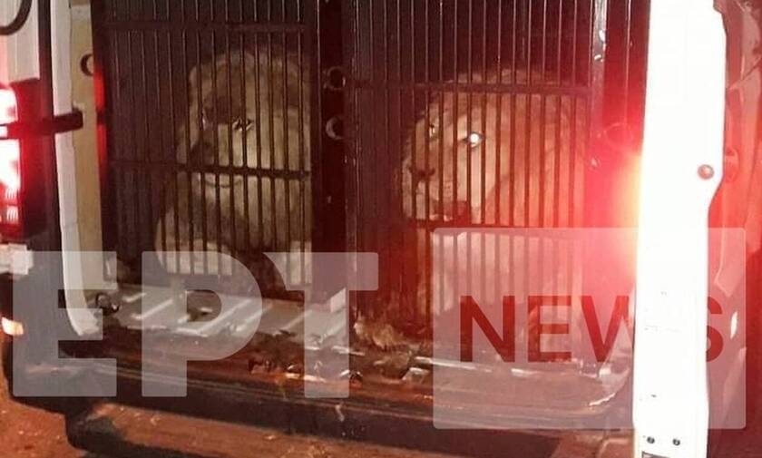 Μύκονος: Σάλος με τα λιοντάρια και την τίγρη σε κλουβιά - Παρέμβαση εισαγγελέα ζητούν φιλοζωικές