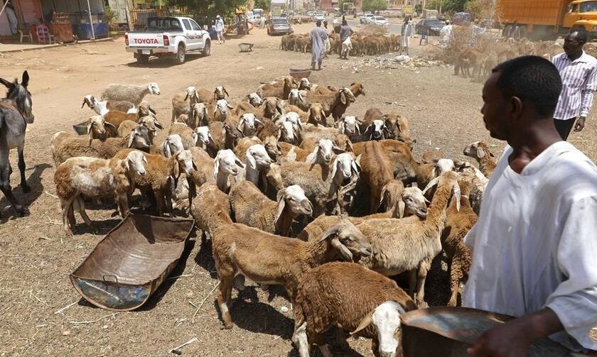 Χιλιάδες πρόβατα πνίγηκαν στο Σουδάν