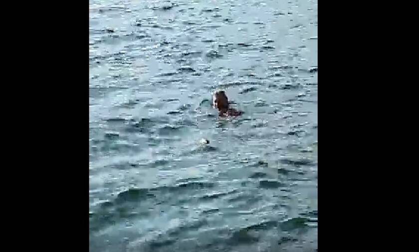 Θεσσαλονίκη: Τουρίστας βούτηξε για κολύμπι ανάμεσα σε νεκρά ποντίκια στο Θερμαϊκό (video)
