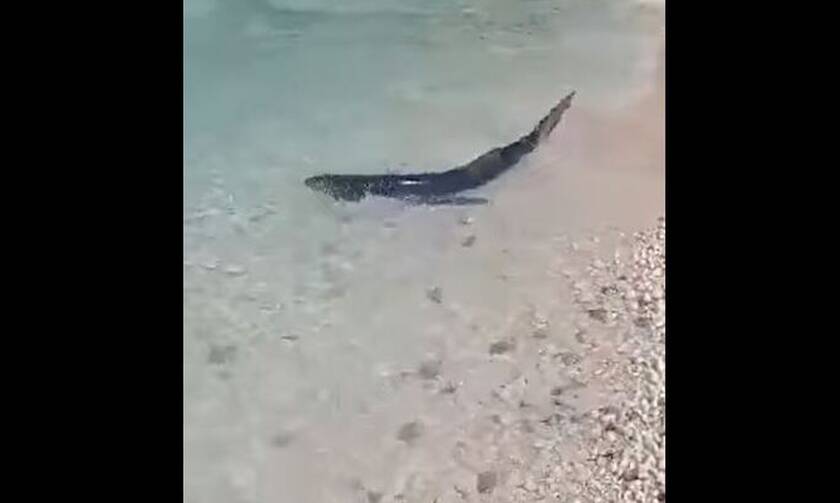Καρχαρίας σε παραλία των Επτανήσων