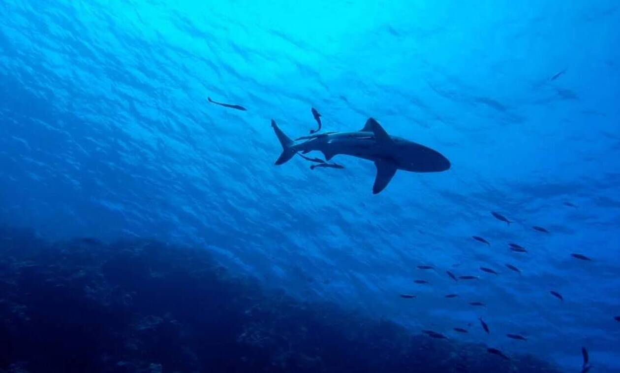 Αναστάτωση στην Καλαμάτα: Εμφανίστηκε καρχαριοειδές σε απόσταση αναπνοής από την παραλία