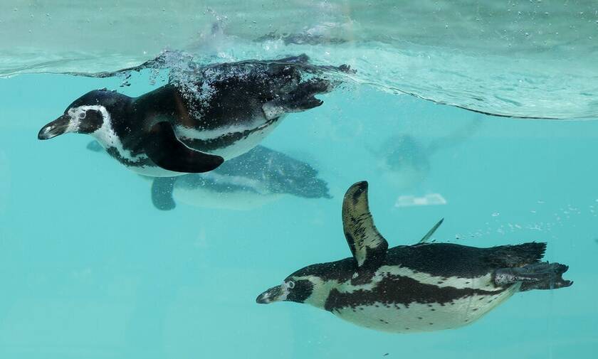 Εκλεκτικοί είναι οι πιγκουίνοι σε ενυδρείο της Ιαπωνίας
