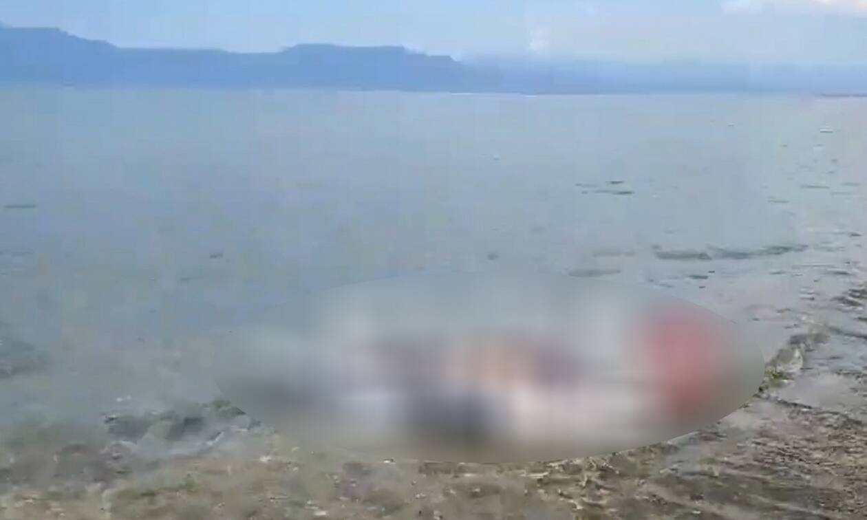 Χαλκίδα: Νεκρό δελφίνι ξεβράστηκε σε παραλία