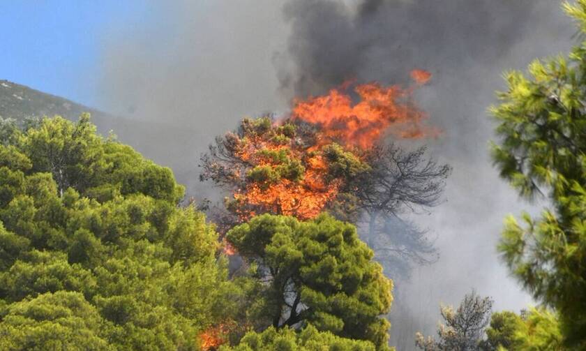 Φωτιά τώρα στη Χαλκιδική - «Υπάρχουν σπίτια σε κοντινή απόσταση»