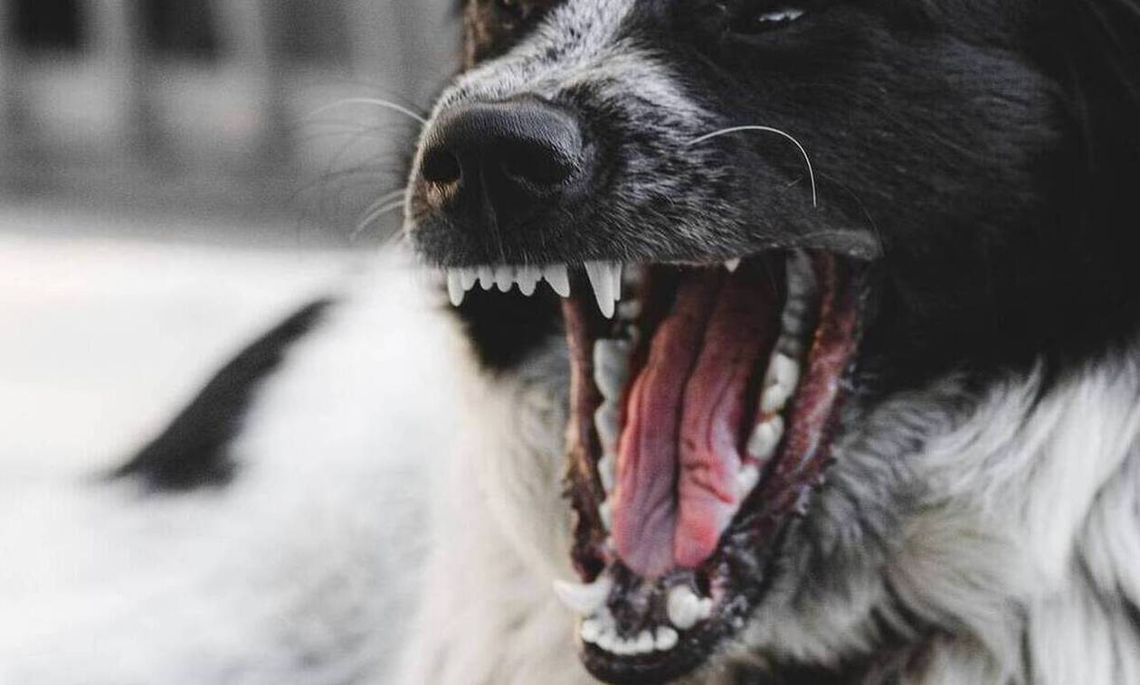 Νοσηλεύεται με σοβαρά τραύματα ανήλικος από επίθεση τσοπανόσκυλου στον Αγρίνιο
