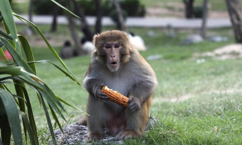Μία άγρια μαϊμού τρομοκρατεί κοινότητα στην Ιαπωνία