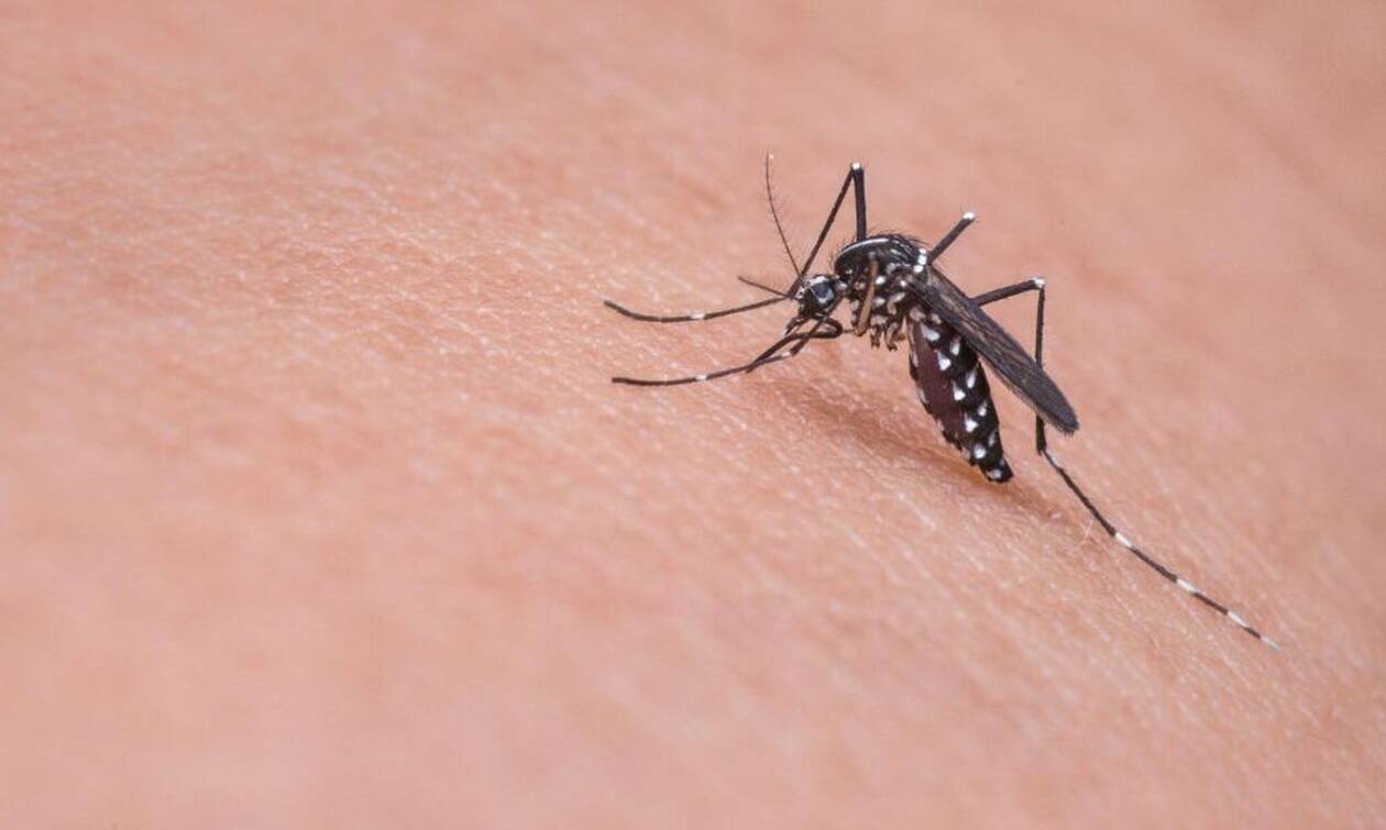 Πώς θα φτιάξετε εύκολα και γρήγορα μια αποτελεσματική παγίδα κουνουπιών