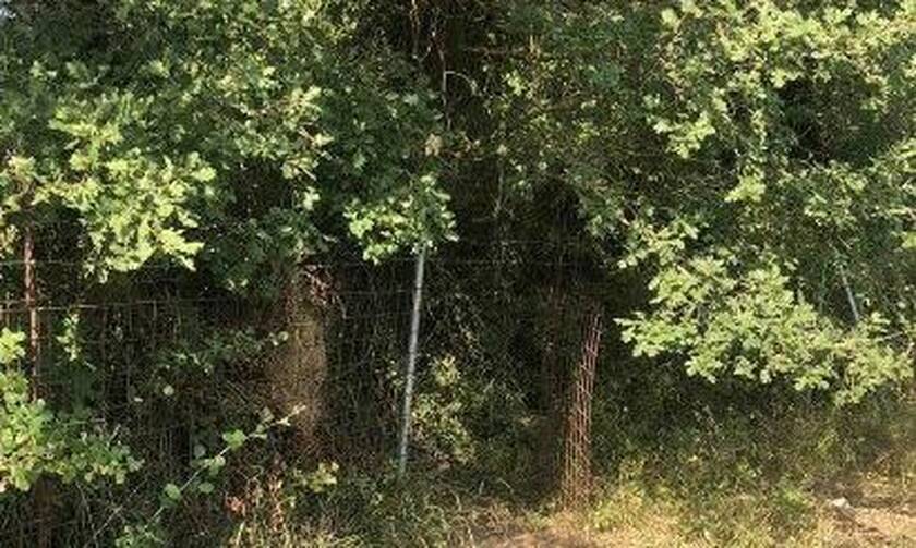 Ερύμανθος: Χασισόδεντρα έως και 4 μέτρα εντόπισε η ΕΛΑΣ - Έπιασαν επ΄ αυτοφώρω 60χρονο να τα ποτίζει
