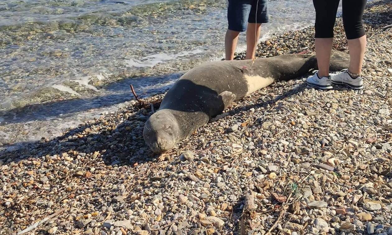 Λέρος: Εντοπίστηκε φώκια με σοβαρό τραύμα στην παραλία – «Μην την ενοχλείτε, έχει ανάγκη ανάπαυσης»