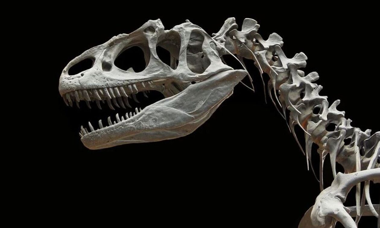 ΗΠΑ: Σκελετός δεινοσαύρου πωλήθηκε έναντι 6,1 εκατομμυρίων δολαρίων σε δημοπρασία