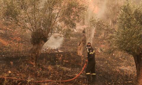 Φωτιά στην Κέρκυρα: Επί ποδός η Πυροσβεστική