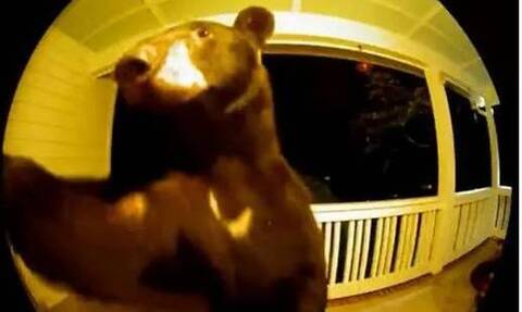ΗΠΑ: Αρκούδα πήγε... επίσκεψη σε σπίτι και χτύπησε το κουδούνι (vid)