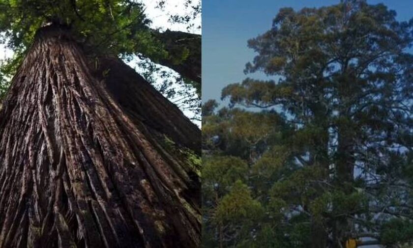 Το μεγαλύτερο δέντρο του κόσμου έχει το όνομα Έλληνα τιτάνα: Όσοι βρεθούν κοντά του κινδυνεύουν 