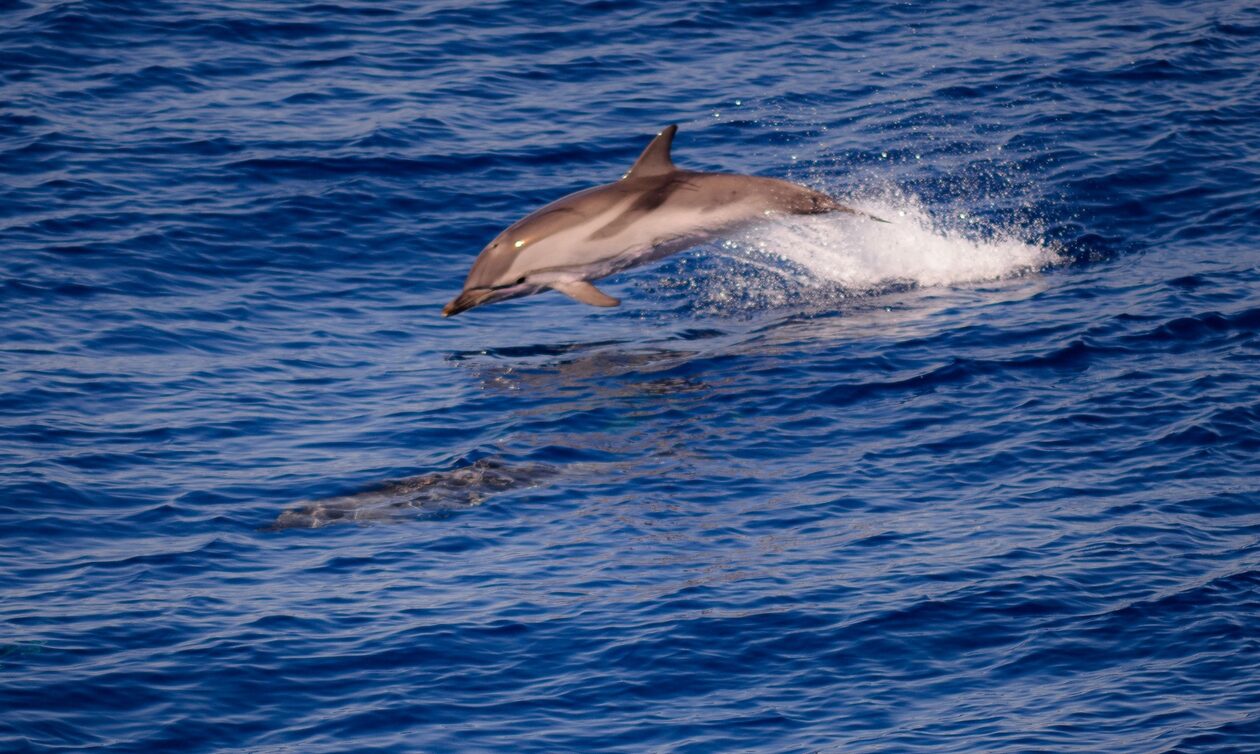 Μεγάλο κοπάδι δελφινιών έδωσε ρεσιτάλ στα γαλανά νερά της Φθιώτιδας