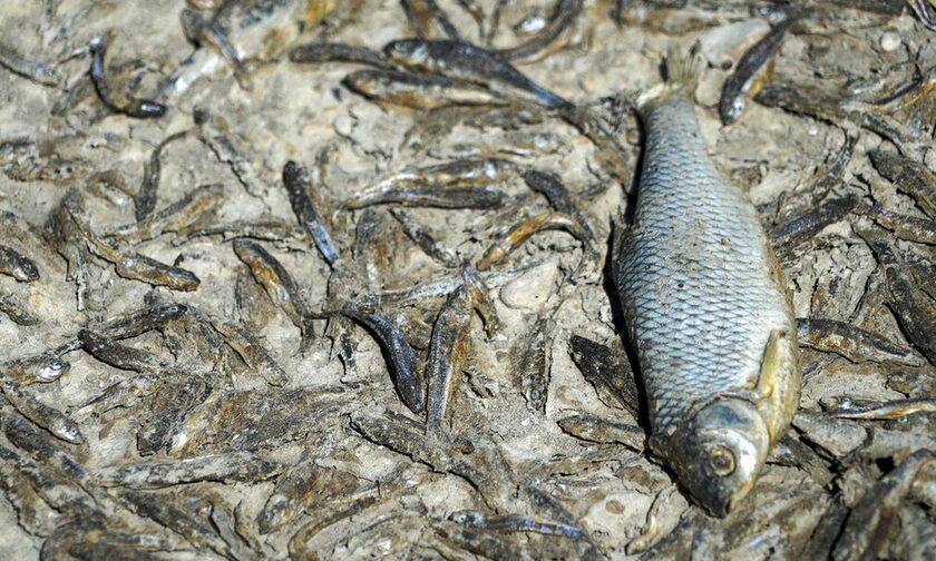 Μυστήριο με τις τεράστιες ποσότητες νεκρών ψαριών στην κεντρική Ευρώπη