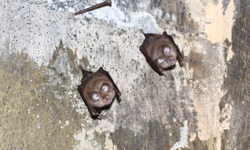 Νυχτερίδες
