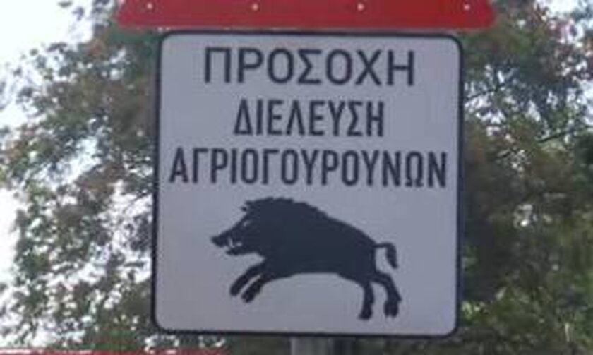 Αγριογούρουνα στο Χαϊδάρι: Στη Λεωφόρο Αθηνών μπήκαν προειδοποιητικές πινακίδες για τους οδηγούς
