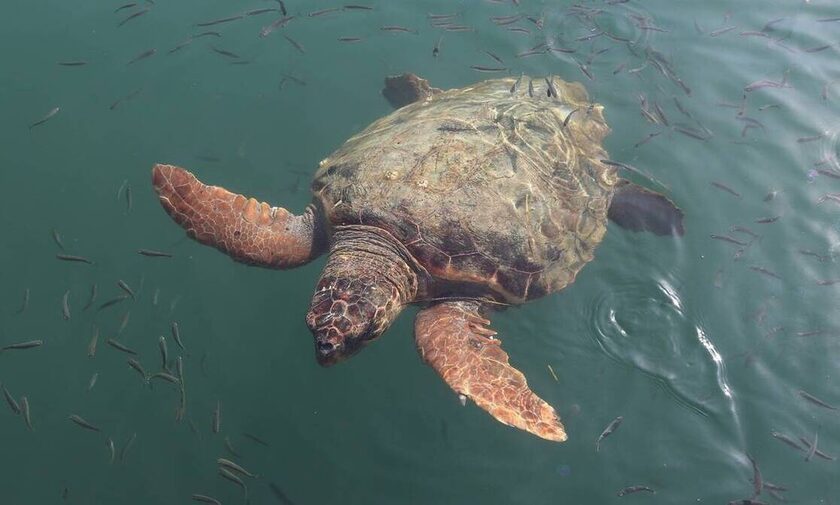 Θεσσαλονίκη: Νεκρή εντοπίστηκε χελώνα καρέτα-καρέτα