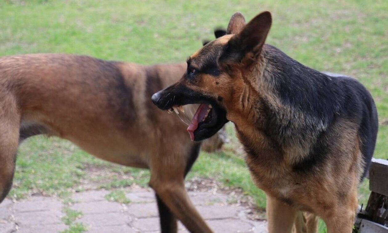 Αγέλη 15 σκύλων επιτέθηκε σε οικογένεια Βρετάνων στην Κορινθία