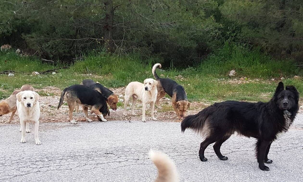 Επίθεση σκυλιών στην Κορινθία: «Νόμιζα ότι ζω τις τελευταίες στιγμές της ζωής μου»