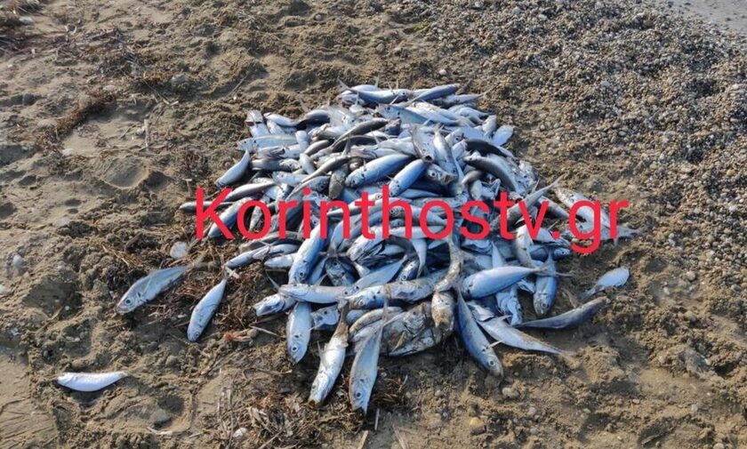 Άσσος Κορινθίας: Γέμισε με νεκρά ψάρια η παραλία