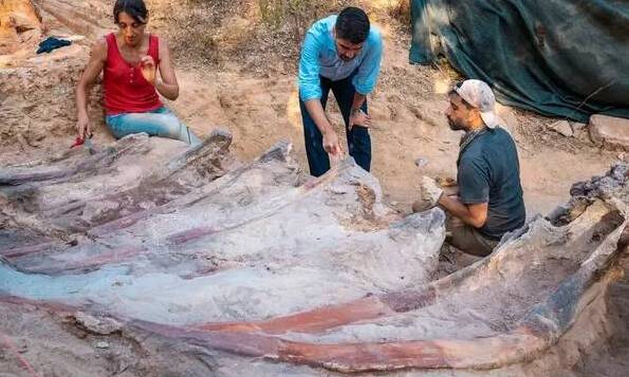 Πορτογαλία: Ο μεγαλύτερος δεινόσαυρος στην Ευρώπη βρέθηκε στην πίσω αυλή ενός σπιτιού