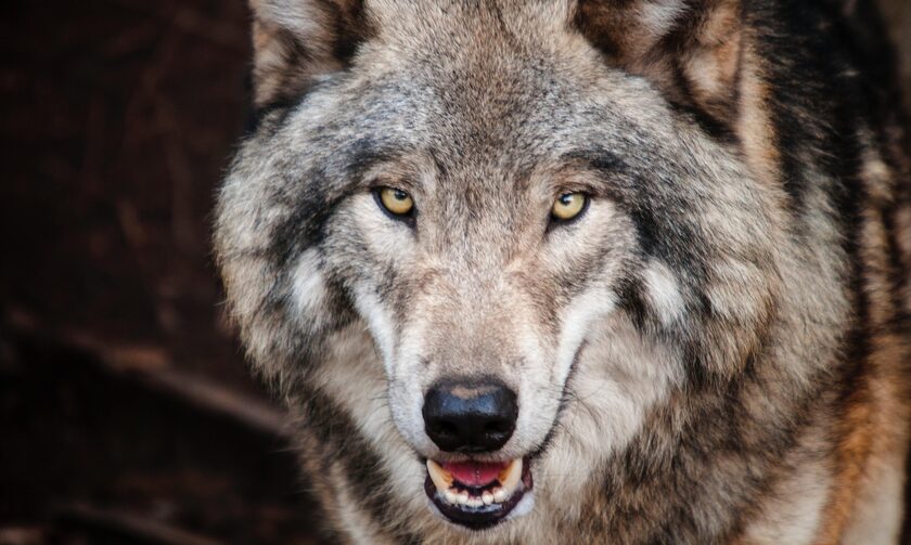 Θεσσαλονίκη: Κατέβηκαν οι λύκοι σε χωριά - Κατασπάραξαν οκτώ σκύλους