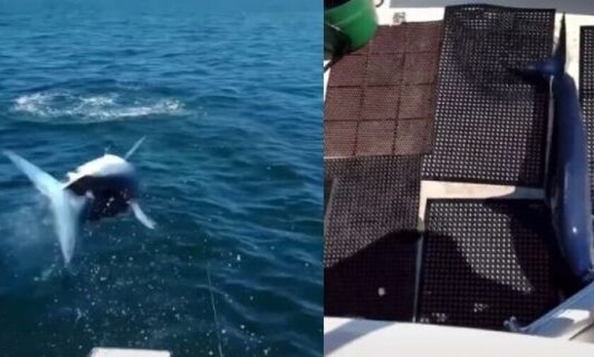Η στιγμή που ο γρηγορότερος καρχαρίας στον κόσμο την «πέφτει» στο σκάφος ψαρά