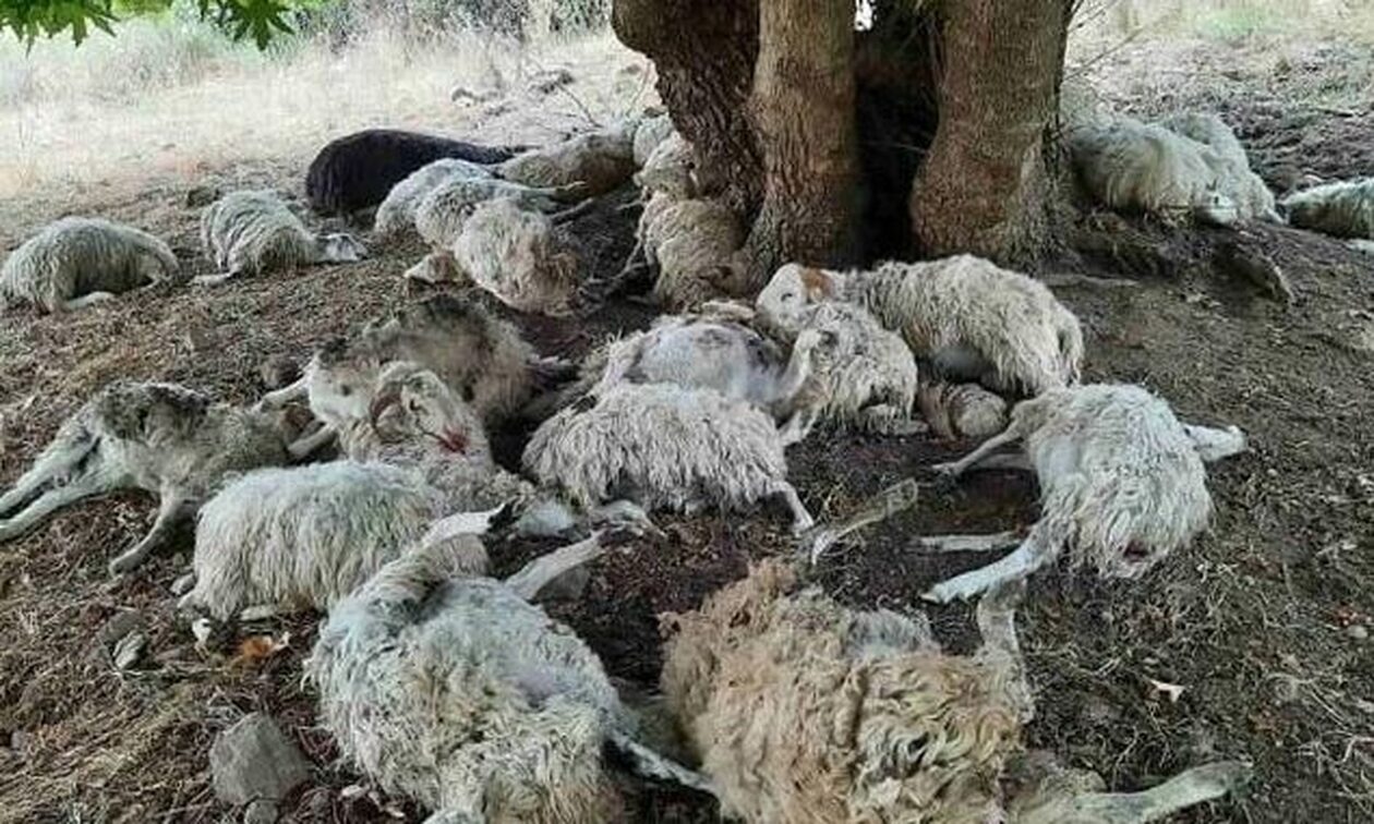 Τύρναβος: 60 πρόβατα νεκρά στη Ροδιά - Ποδοπατήθηκαν στη θέα λύκου