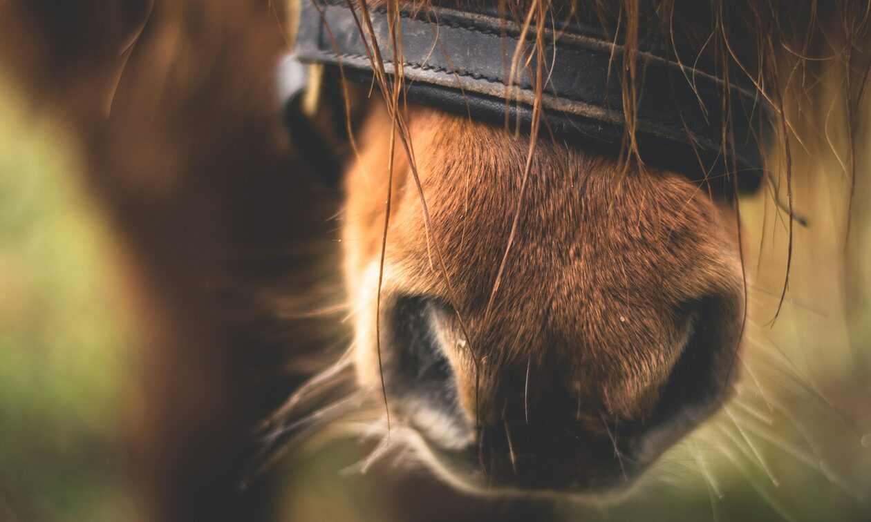 Μύκονος: Νέο περιστατικό κακοποίησης ζώου – Έδεσε άλογο με σχοινί πίσω από αγροτικό