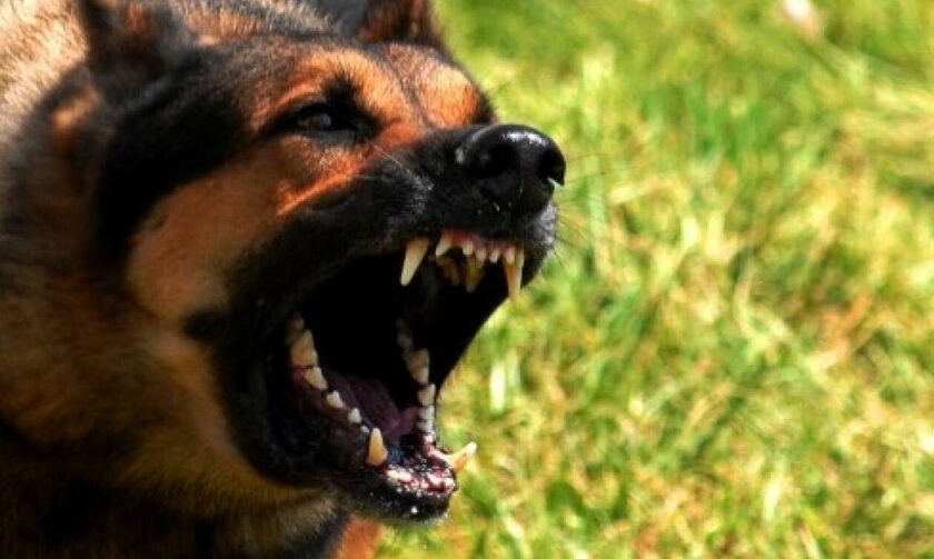 Επίθεση σκύλου σε βρέφος: Η ιδιοκτήτρια του ζώου έκανε μήνυση στον πατέρα του παιδιού