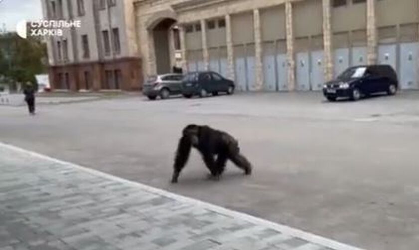Xιμπατζής το έσκασε απο ζωολογικό κήπο του Χαρκόβου