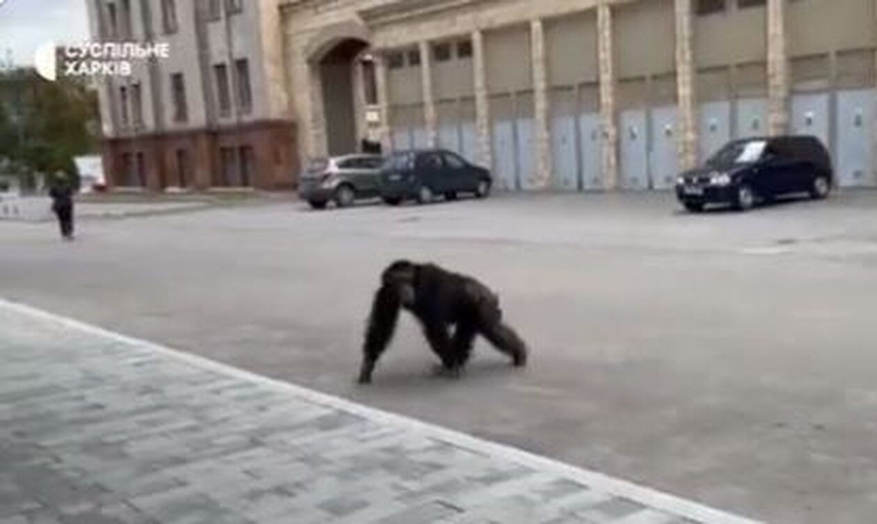 Oυκρανία: Χιμπατζής το έσκασε απο ζωολογικό κήπο στο Χάρκοβο - Τι του έδωσαν για να επιστρέψει