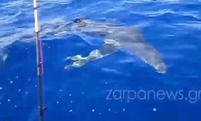 Ψαράδες στα Κύθηρα εντόπισαν γαλάζιο καρχαρία κάτω από το σκάφος τους!