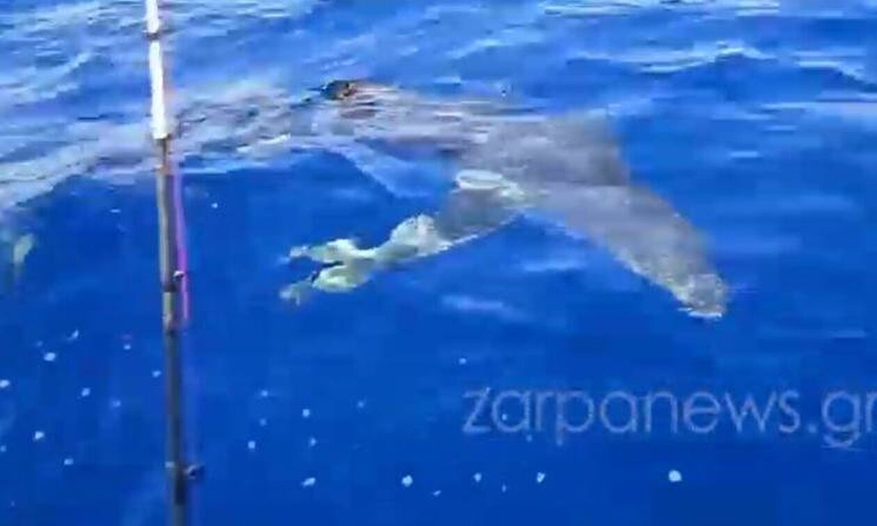 Ψαράδες στα Κύθηρα εντόπισαν γαλάζιο καρχαρία κάτω από το σκάφος τους!