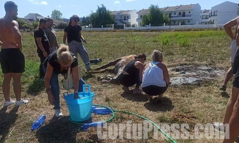 Βασανιστικός θάνατος για άλογο στην Κέρκυρα – Το άφησαν χωρίς νερό κάτω από τον ήλιο