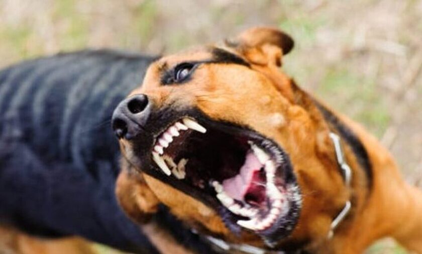 Πάτρα: Σκύλος που βρισκόταν μέσα σε αυτοκίνητο δάγκωσε περαστικό