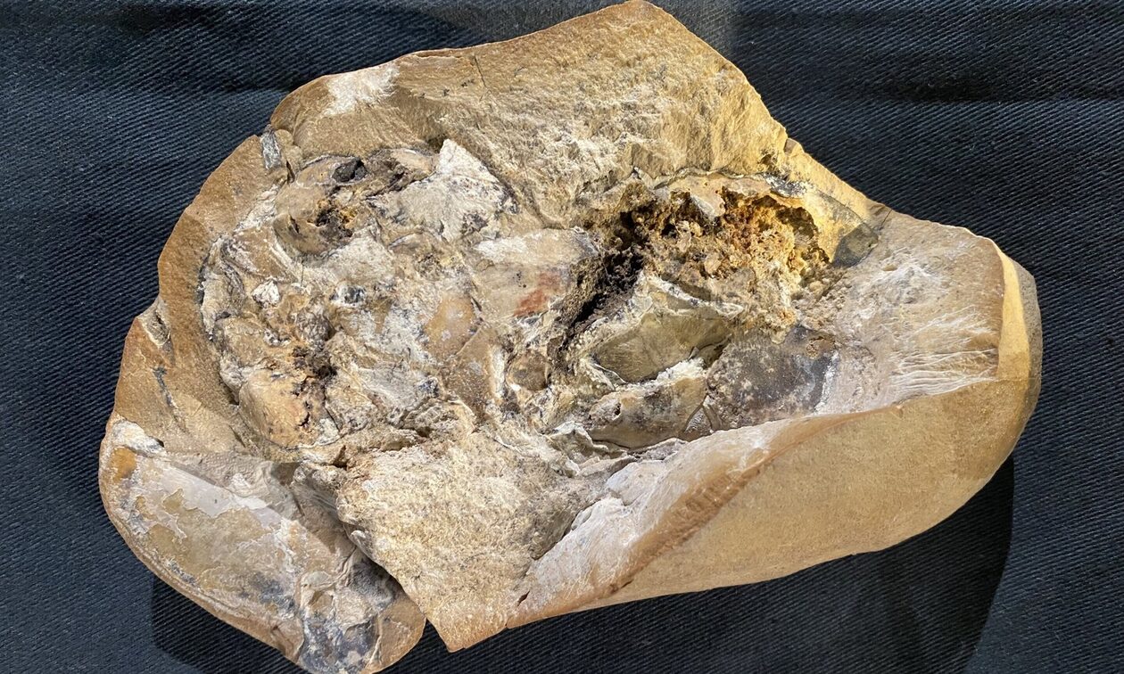 Το απολίθωμα καρδιάς 380 εκατομμυρίων ετών βρέθηκε σε αρχαίο ψάρι