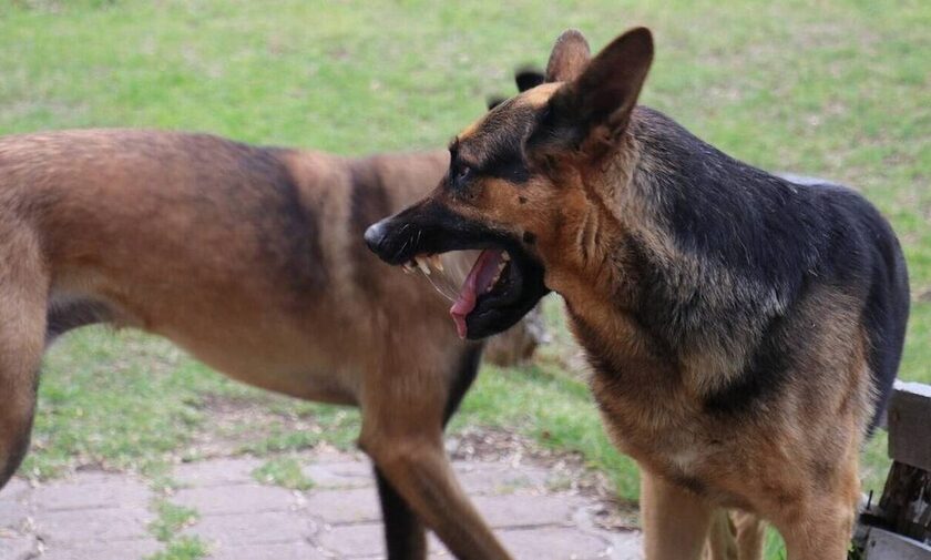 Καλαμάτα: Συγκλονίζει η γυναίκα που δέχτηκε επίθεση αδέσποτων σκύλων - «Με κατασπάραξαν!»