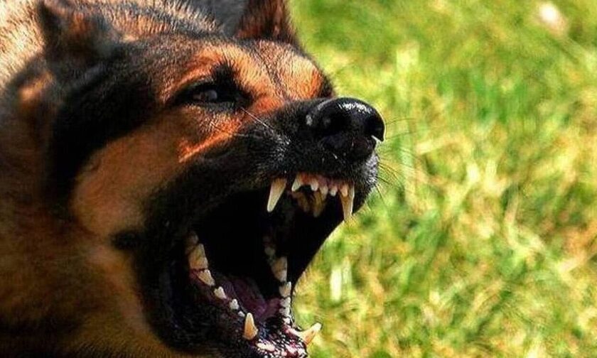 Βόλος: Σκύλος επιτέθηκε σε 40χρονο - Συνελήφθη ο ιδιοκτήτης του