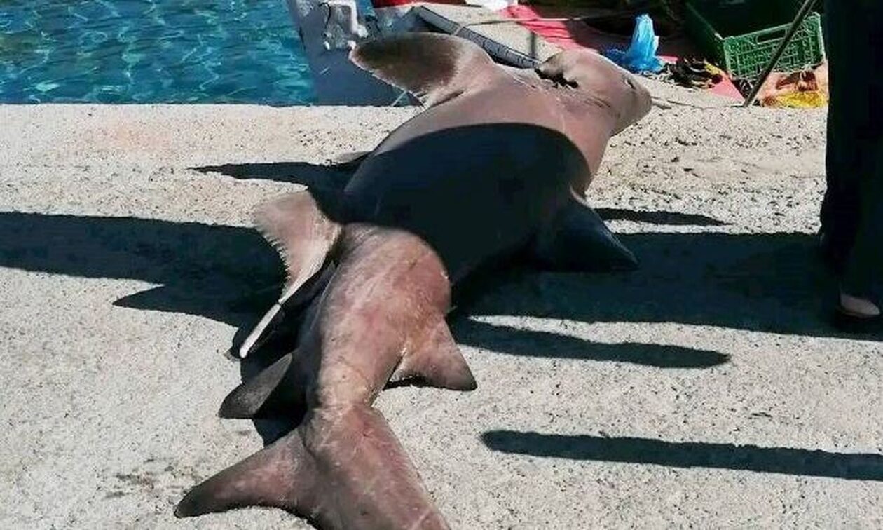 Χανιά: Στα δίχτυα των ψαράδων πιάστηκε ένας μεγάλος καρχαρίας - αλεπού