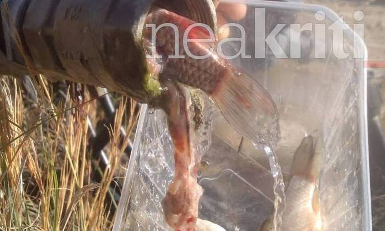 Πήγε να ποτίσει και η βάνα έτρεξε... ψάρια - Απίστευτο περιστατικό στην Κρήτη