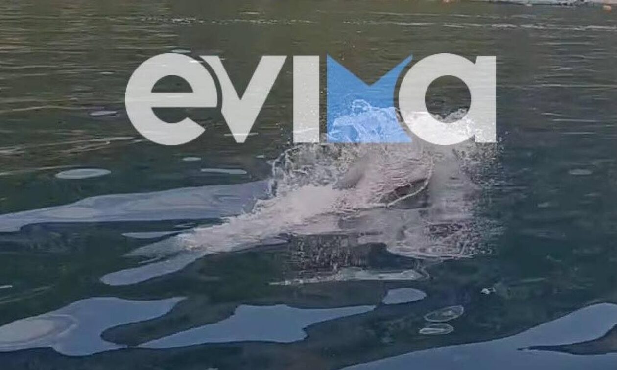 Δελφίνια εμφανίστηκαν σε παραλία της Εύβοιας - Μαγικές εικόνες