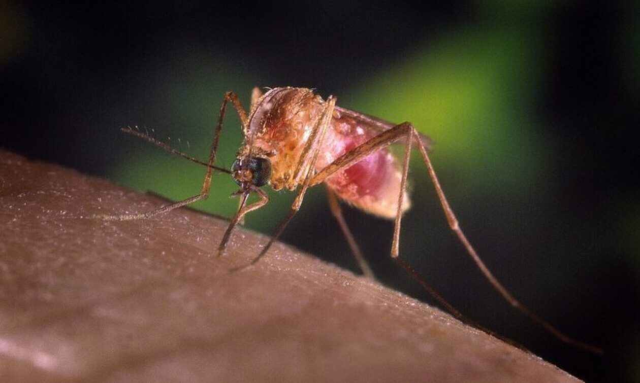 Επιστημονικό άλμα κατά της ελονοσίας: Δημιούργησαν κουνούπια που δεν μπορούν να τη μεταδώσουν