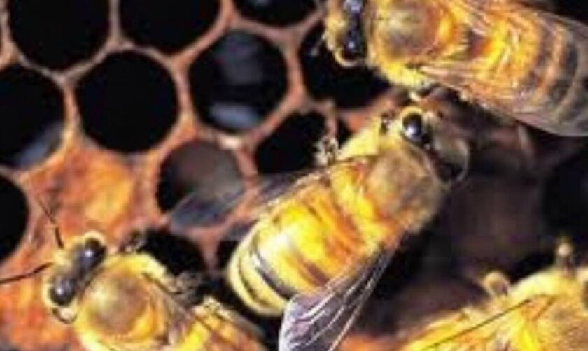 ΗΠΑ: Προσπάθησε να αποτρέψει έξωση με όπλο ένα σμήνος μέλισσες